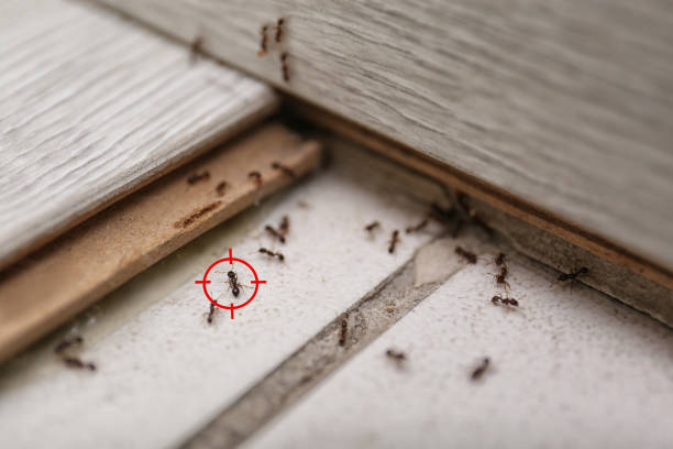 Best Affordable Pest Control Services  in Midwest City, OK