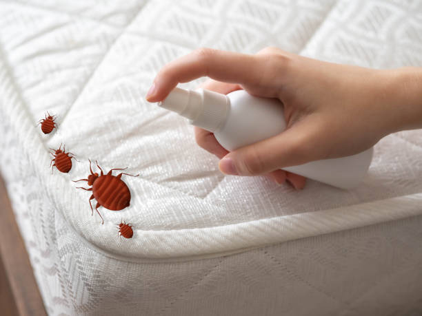 Best Ant Control Services  in Midwest City, OK