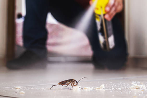 Wasp Removal Services in Midwest City, OK